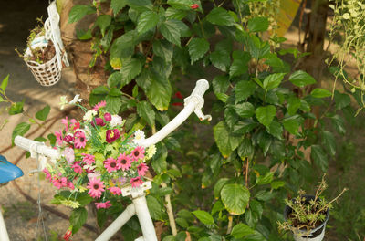 Close-up of flowers blooming outdoors