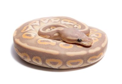 Close-up of an animal over white background