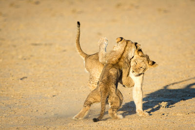 Lions playing outdoors