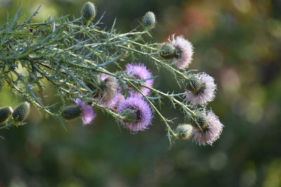 Close-up of pink flowering plant