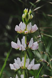 Close-up of white flowers blooming on tree