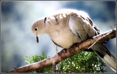 Close-up of bird on branch