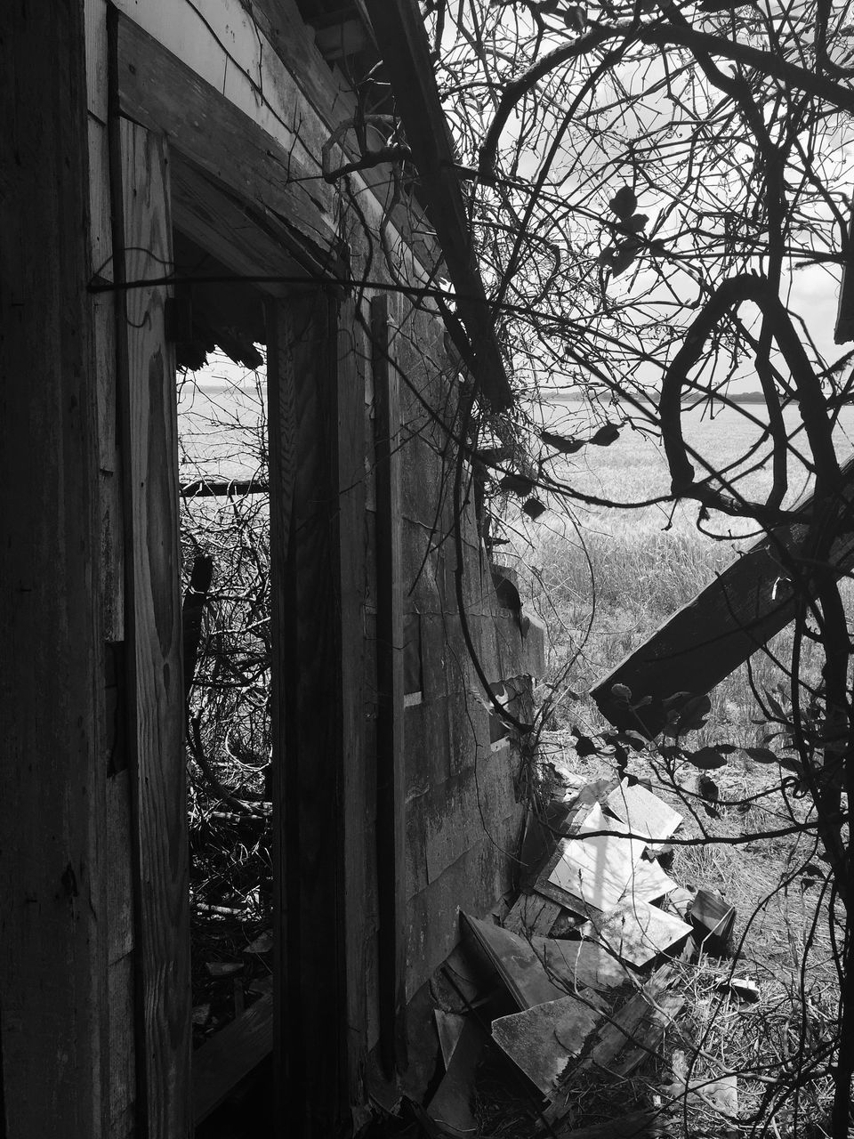 architecture, built structure, low angle view, building exterior, window, bare tree, tree, branch, building, old, sky, no people, indoors, house, day, silhouette, religion, church