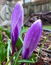 Close-up of purple flower