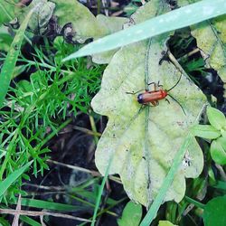 High angle view of insect on plant