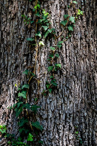 Close-up of lichen growing on tree trunk