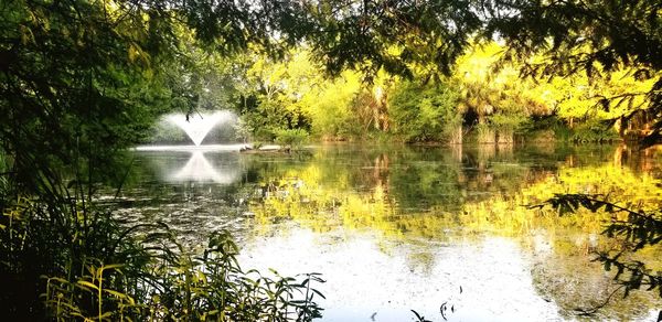 Scenic view of lake in forest