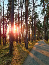 Pine trees in forest