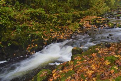 Scenic view of waterfall in forest