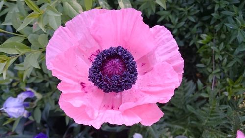 Close-up of pink poppy blooming outdoors