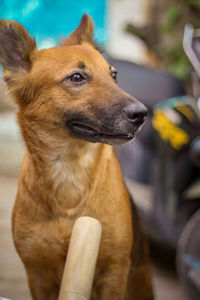 Close-up of dog looking away