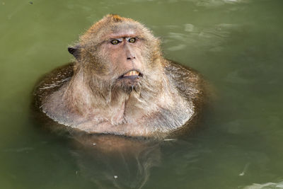 High angle view of long-tailed macaque in lake