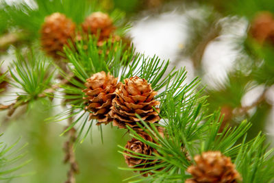 Pine cones on the branch. close up cone on pine, shallow deep of field. evergreen branch