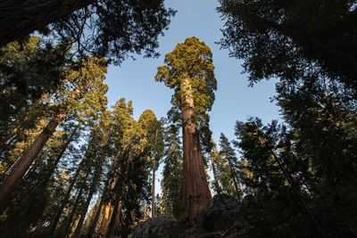 Low angle view of trees in forest against sky