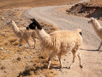 Sheep standing in a desert