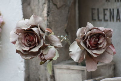 Close-up of rose roses