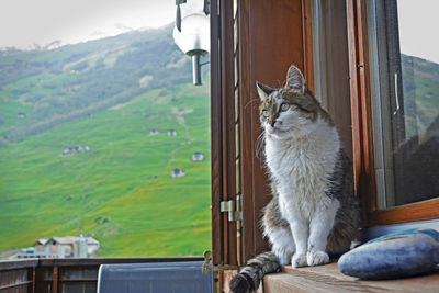 My feline friend having some fresh air and daydreaming - vals, switzerland
