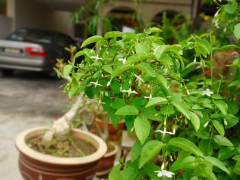 Close-up of potted plant