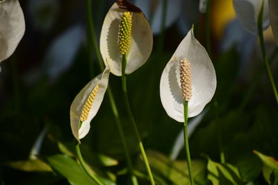 Close-up of white lily
