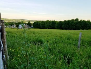 Scenic view of agricultural field against sky