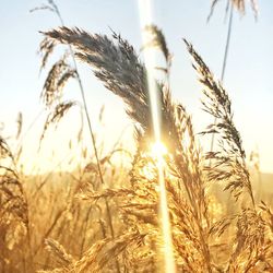 Close-up of wheat growing on field against sky