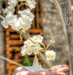 Close-up of hand flowers