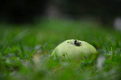 Close-up of mushroom on grass