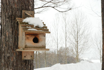 View of animal shelter on tree trunk