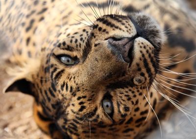 Close-up portrait of leopard at serenity springs wildlife center