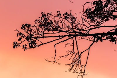 Low angle view of silhouette tree against sky during sunset