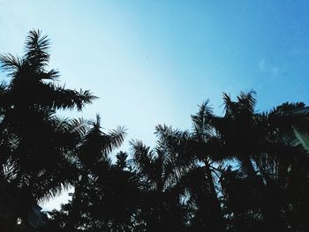 Low angle view of trees against clear blue sky