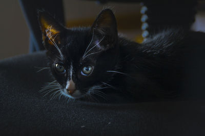 Close-up portrait of cat sitting at home