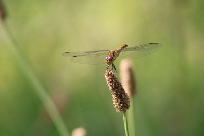 Close-up of dragonfly on plant