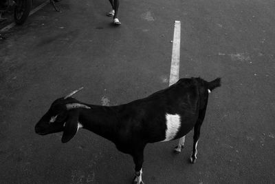 Low section of dog standing on road