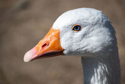 Close-up of goose