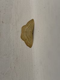 Close-up of heart shape on wood against wall