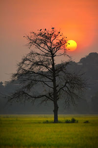 Bare tree on field against sky during sunset