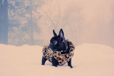 Portrait of a dog in snow