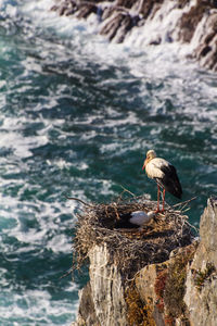 Bird perching on rock