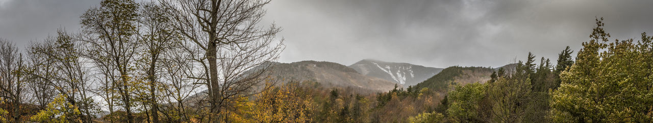 Panoramic shot of plants growing on land against sky