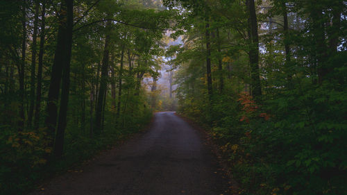 Road amidst trees in forest