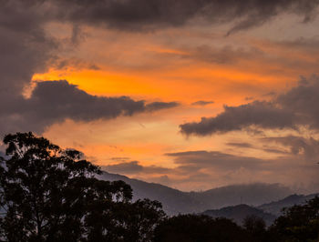 Low angle view of silhouette trees against sky