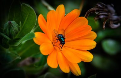 Close-up of insect on flower