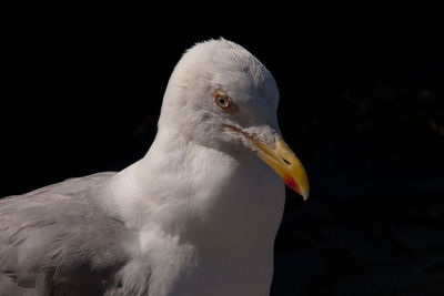 Close-up of seagull