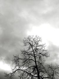 Low angle view of tree against cloudy sky