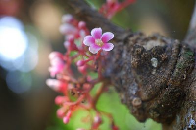 Close-up of pink flowering plant