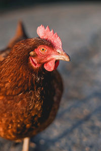 Close-up of a bird