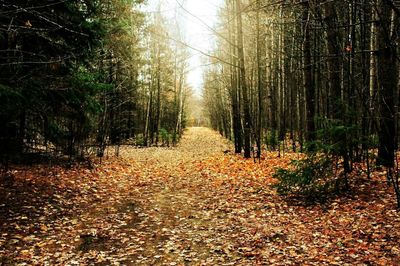 Footpath amidst trees in forest during autumn