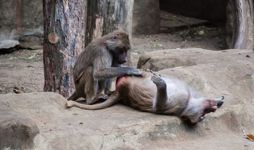 Close-up of monkeys sitting on rock