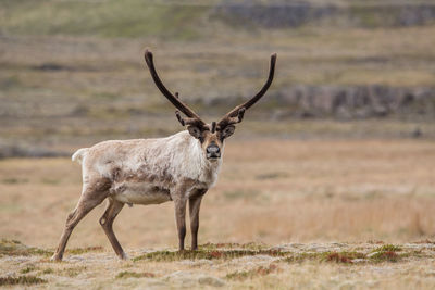 Side view of stag standing on field